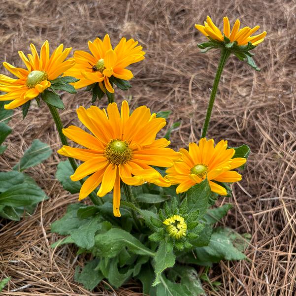 Rudbeckia 24OSI-16 C2 'Amarillo Gold' Image