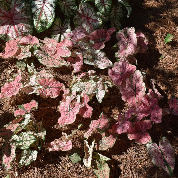 Caladium 'Splash of Wine' Image