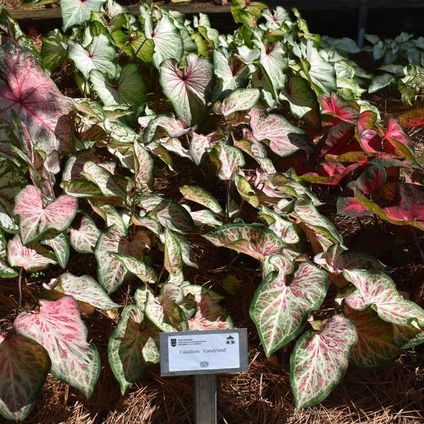 Caladium 'Candyland' Image