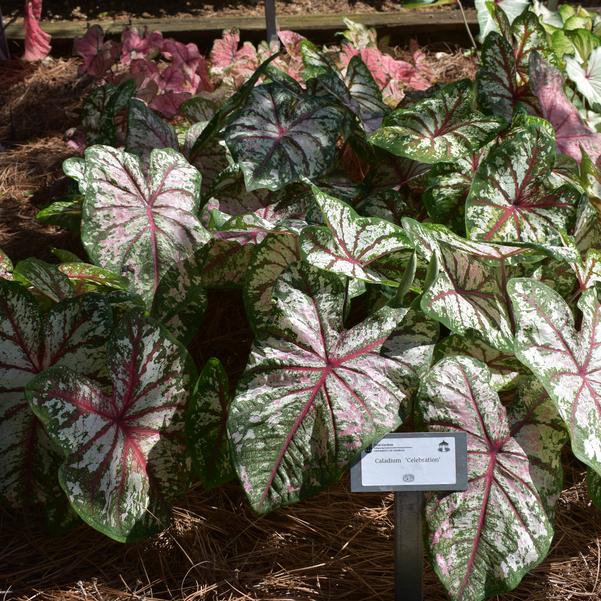 Caladium 'Celebration' Image