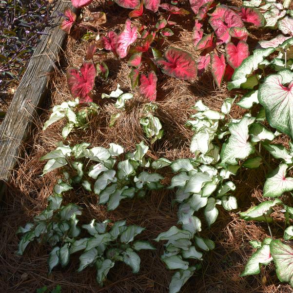 Caladium 'High Society' Image