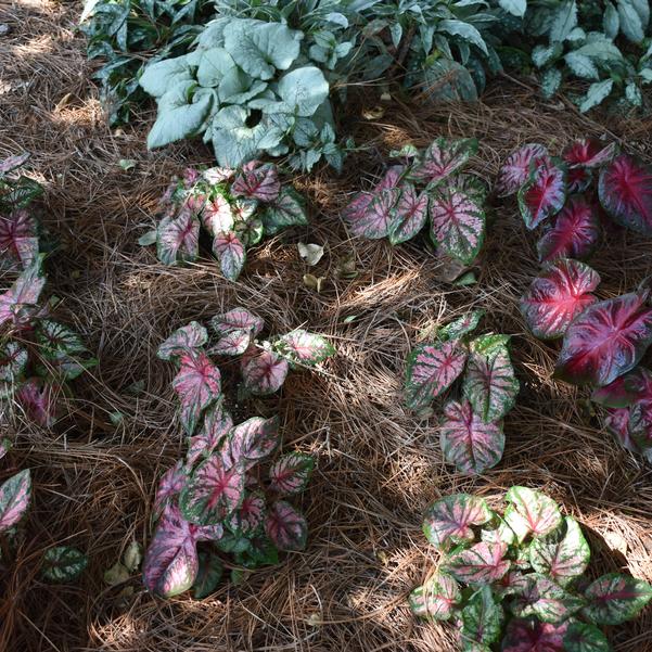 Caladium 'Little Gem' Image