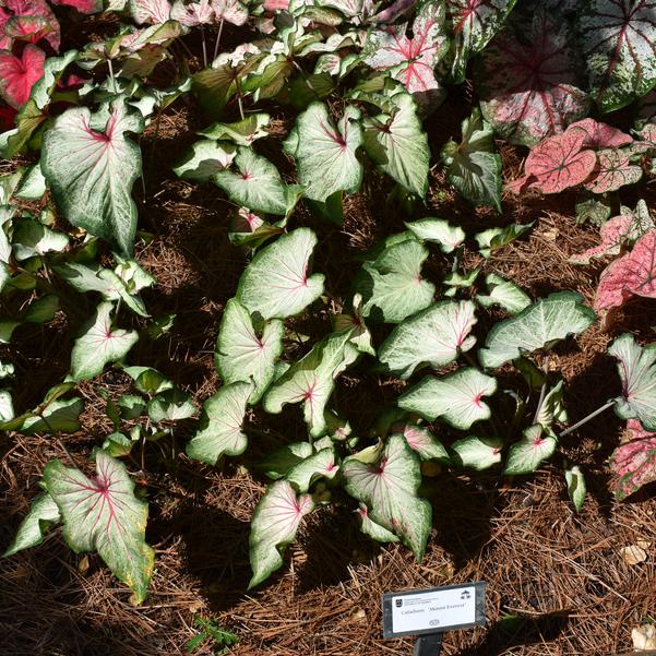 Caladium 'Mount Everest' Image