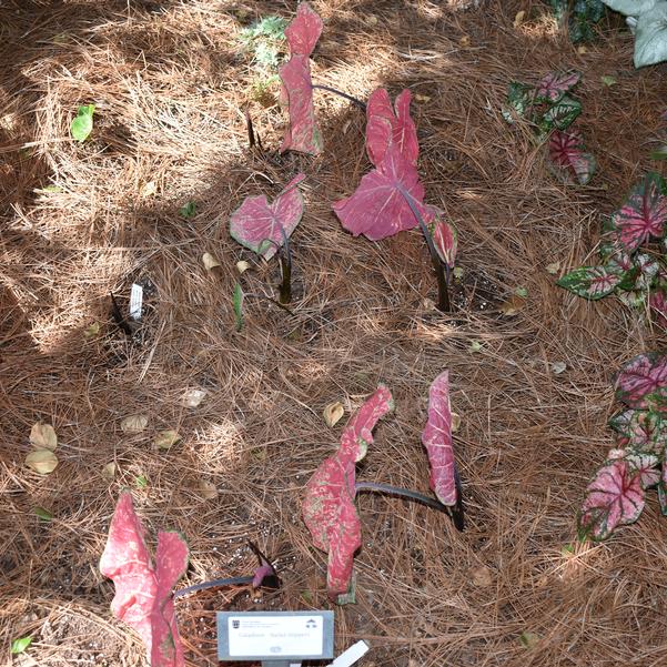 Caladium 'Ballet Slippers' Image