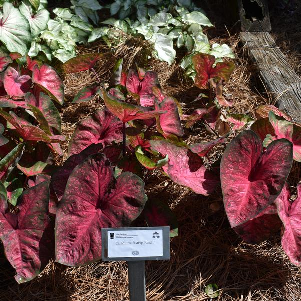 Caladium 'Party Punch' Image