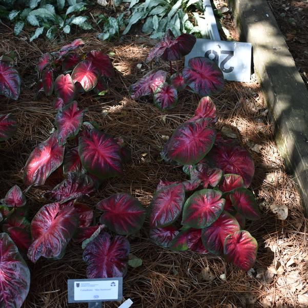 Caladium 'Rio Summer' Image