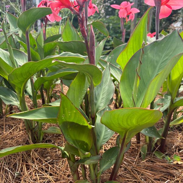 Canna F1 Cannova 'Deep Pink' Image