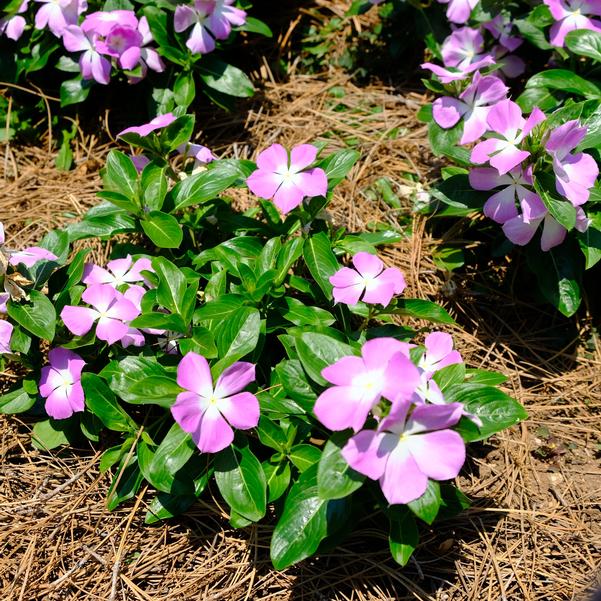 Catharanthus roseus Nirvana® XDR 'Blue Halo' Image