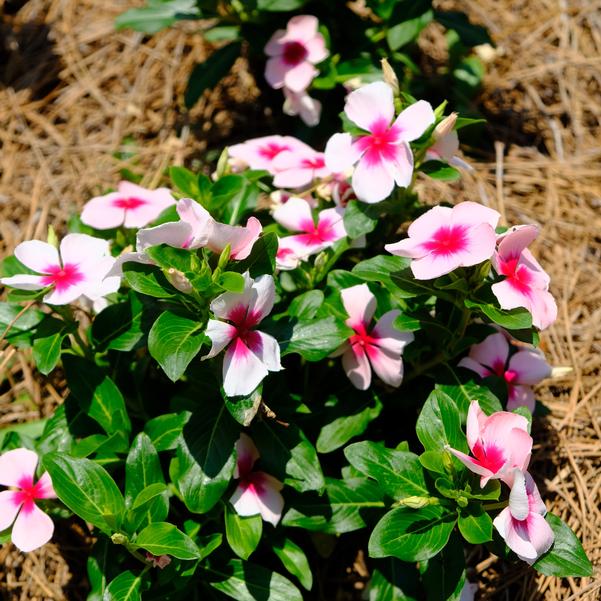 Catharanthus roseus Nirvana® XDR 'Blush Splash' Image