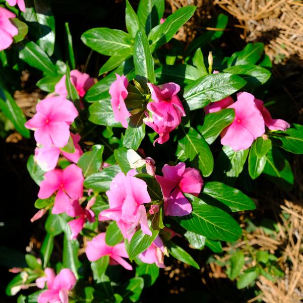 Catharanthus roseus F1 Cora® 'XDR Deep Strawberry' Image