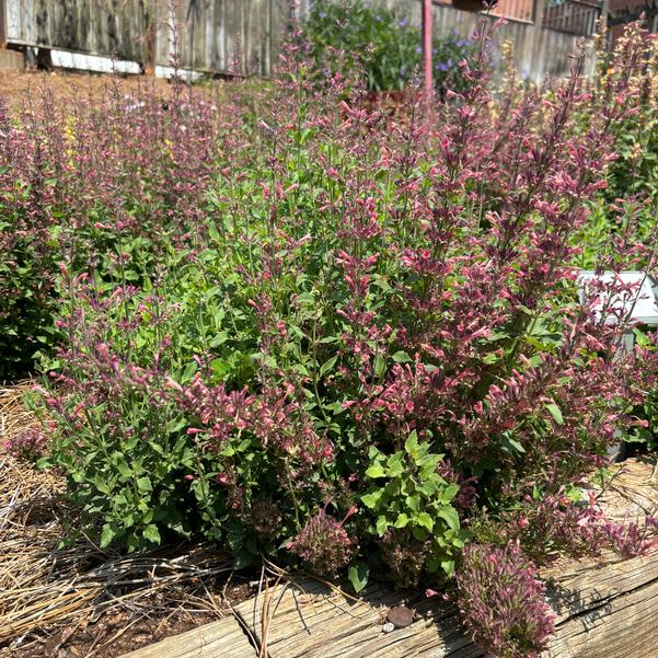 Agastache hybrid Maestro™ 'Coral' Image