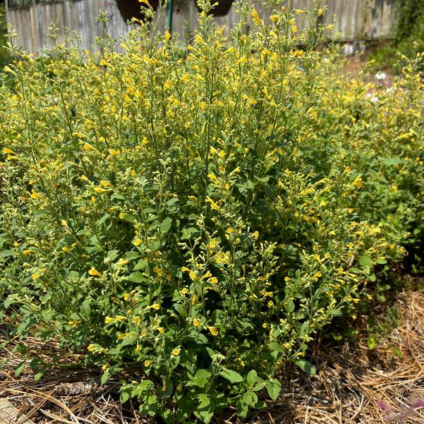 Agastache hybrid Maestro™ 'Gold' Image