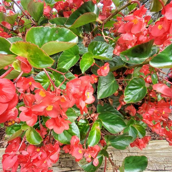 Begonia hybrid Surefire Cascade™ 'Red' Image