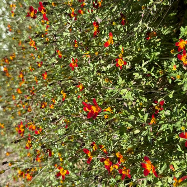 Bidens ferulifolia Campfire® 'Red Ember' Image