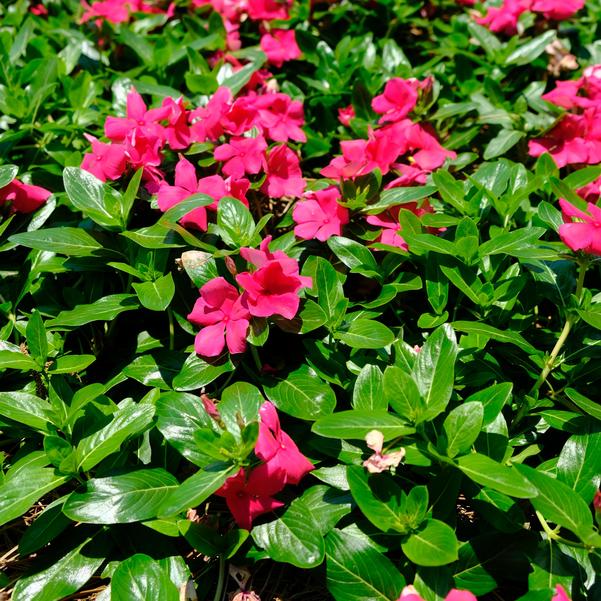 Catharanthus roseus F1 Cora® 'Cascade XDR Punch' Image