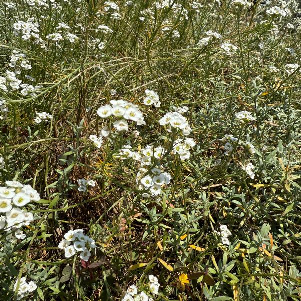 Lobularia maritima hybrid 'White Knight (Imp)' Image