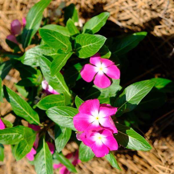 Catharanthus roseus F1 Cora® 'XDR Magenta Halo' Image