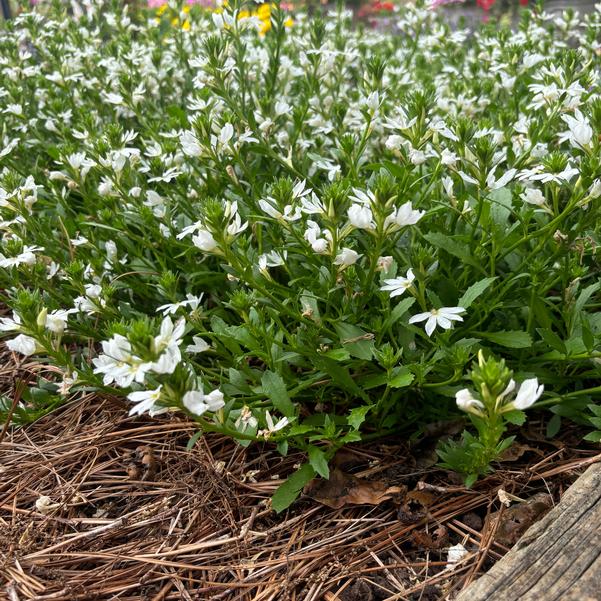 Scaevola aemula Whirlwind® 'White (Imp)' Image