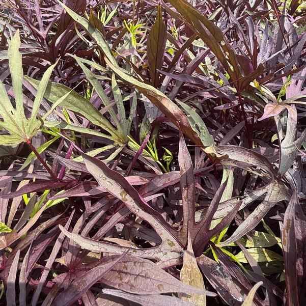 Ipomoea batatas Sweet Caroline 'Medusa™ Black' Image