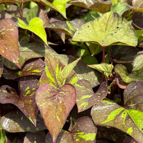 Ipomoea batatas Sweet Caroline Sweetheart 'Shadowstorm™' Image