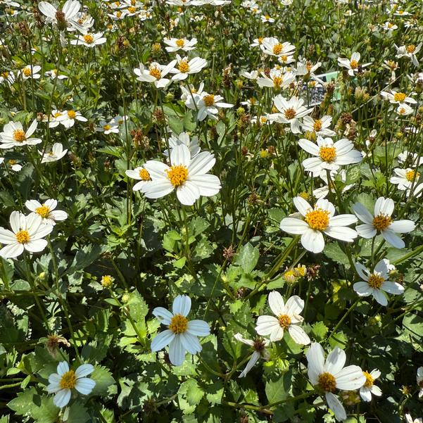 Bidens ferulifolia Campfire® 'Marshmallow' Image