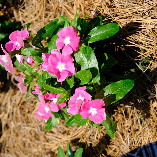 Catharanthus roseus F1 Cora® 'XDR Pink Halo' Image