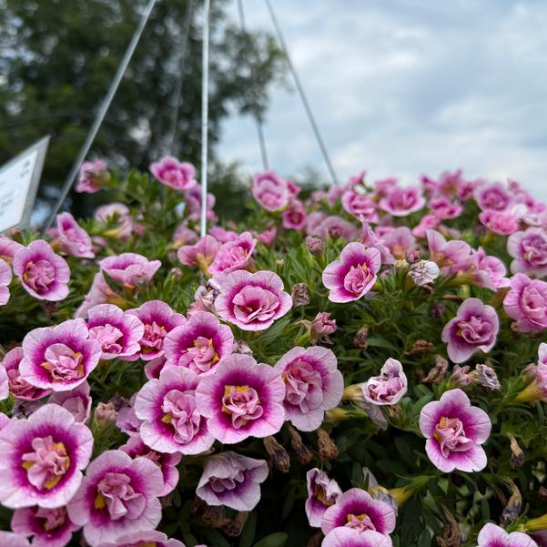 Calibrachoa hybrid Superbells® 'Double Smitten Pink' Image