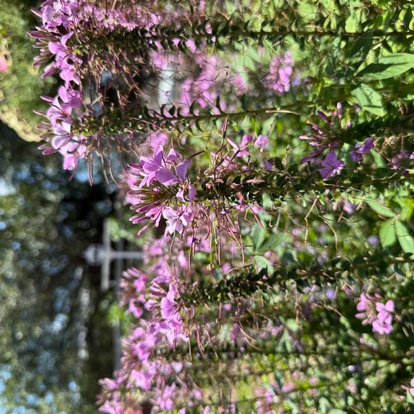 Cleome hybrid 'Señorita Rosalita®' Image