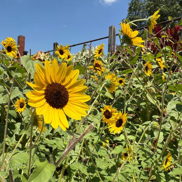 Helianthus 'Suncredible® 'Yellow'' Image