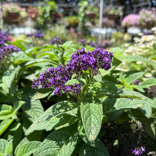 Heliotropium Aromagica™ 'Purple' Image