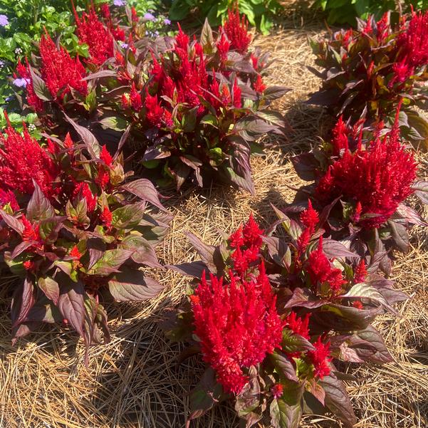 Celosia argentea plumosa nana 'Burning Embers' Image