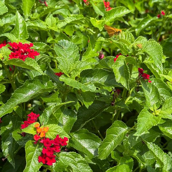 Lantana camara Luscious® 'Royale Red Zone™' Image