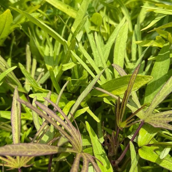 Ipomoea batatas Sweet Caroline 'Medusa™ Green' Image