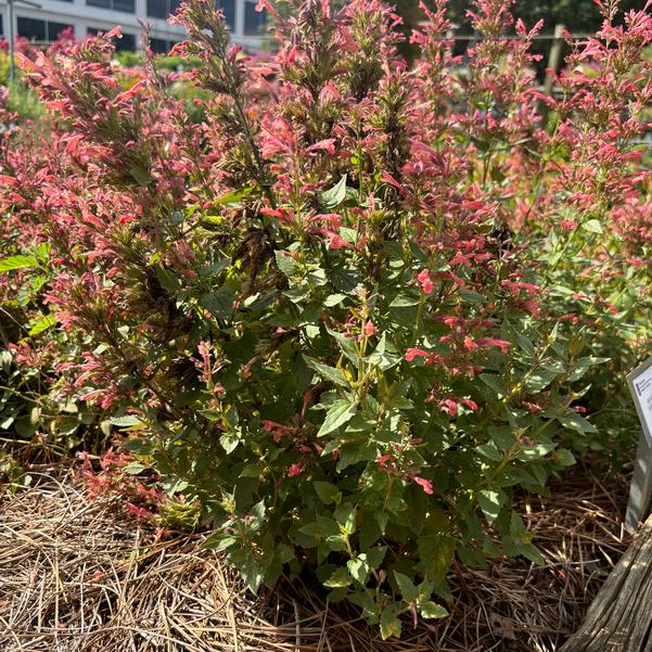 Agastache mexicana Summerlong™ 'Coral' Image
