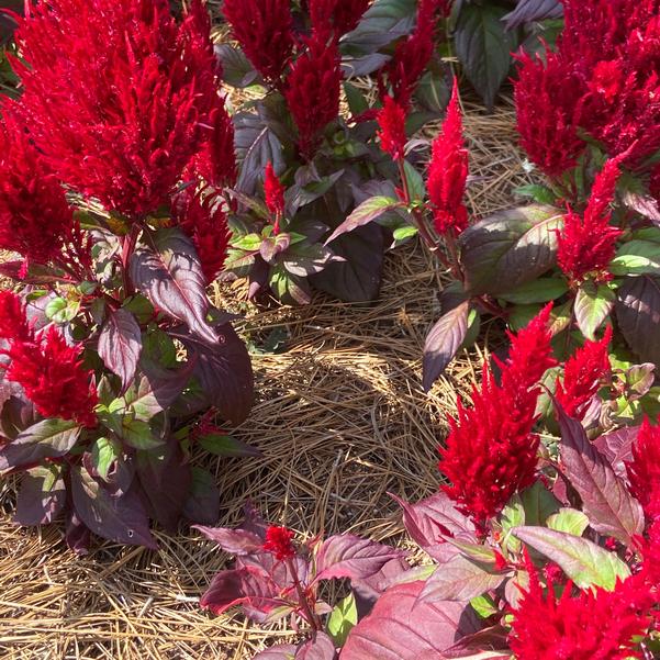 Celosia plumosa Bright Sparks™ 'Bright Red Bronze Leaf' Image