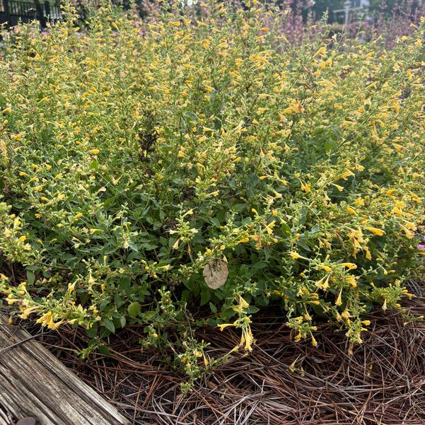 Agastache mexicana Summerlong™ 'Lemon' Image