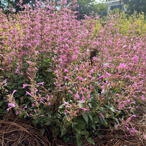 Agastache mexicana Summerlong™ 'Lilac' Image