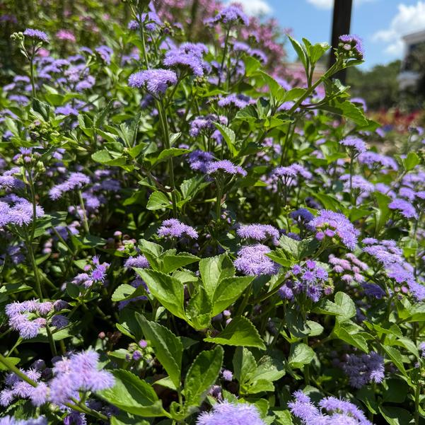 Ageratum 'Monarch Magic' Image