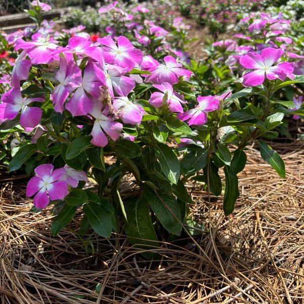 Catharanthus roseus Nirvana® XDR 'Blue Halo' Image