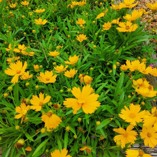Coreopsis UpTick™ 'Gold' Image