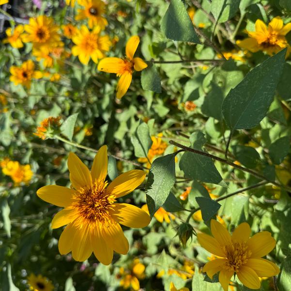 Helianthus annuus Sunfinity® 'Double Yellow' Image