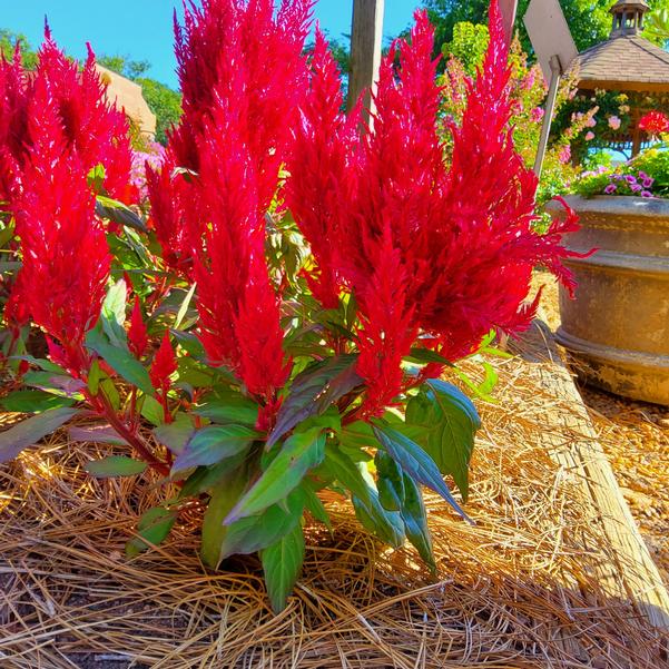 Celosia plumosa Bright Sparks™ 'Burgundy' Image