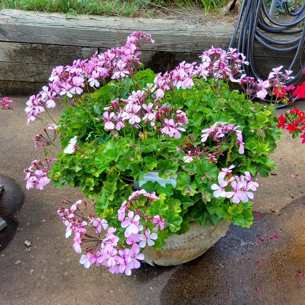 Pelargonium interspecific Caldera™ 'Lavender Glow' Image