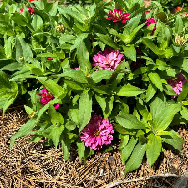 Zinnia hybrida TZ1064 Belize Double 'Bright Rose' Image