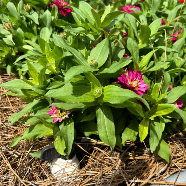Zinnia hybrida TZ1065 Belize Double 'Rose Gen 2' Image