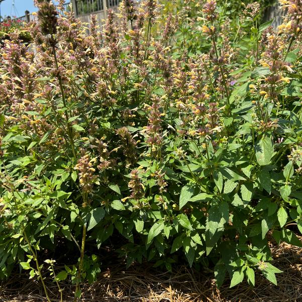 Agastache FlutterFriendly 'Orange' Image