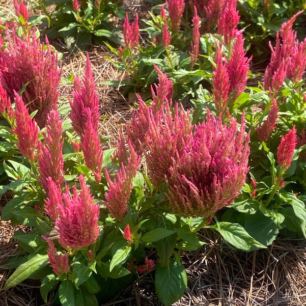 Celosia plumosa Bright Sparks™ 'Pink' Image