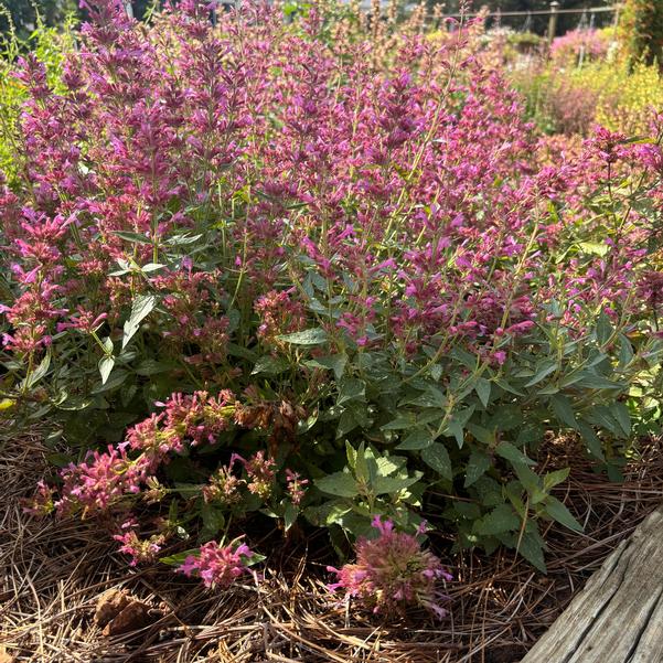 Agastache mexicana Summerlong™ 'Magenta' Image