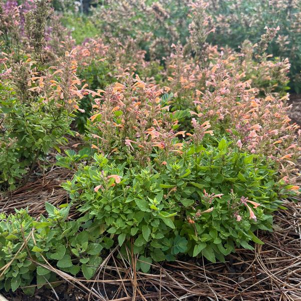 Agastache mexicana Summerlong™ 'Peach' Image