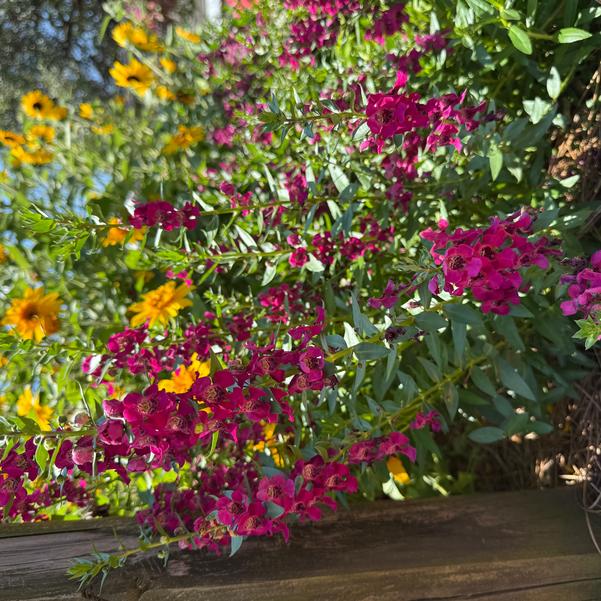 Angelonia Archangel™ 'Fuchsia' Image
